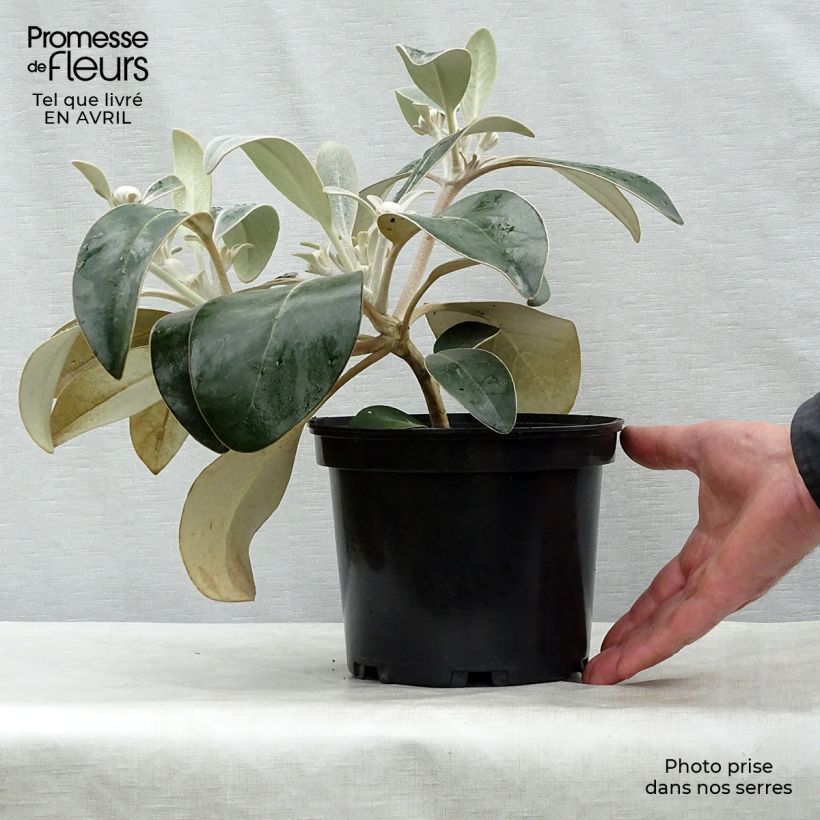 Amostra de Pachystégia insignis Daizea Vaso de 2 L/3 L tal como entregue na primavera