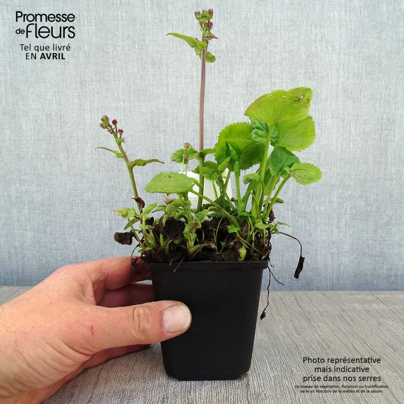 Spécimen de Packera aurea - Séneçon doré, séneçon jacobée Godet de 8/9 cm tel que livré au printemps