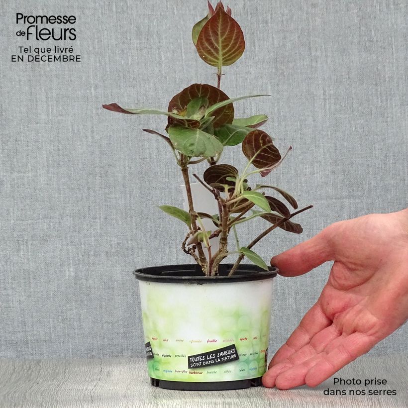 Spécimen de Paederia lanuginosa - Plante fromage Pot de 1L/1,5L tel que livré en hiver