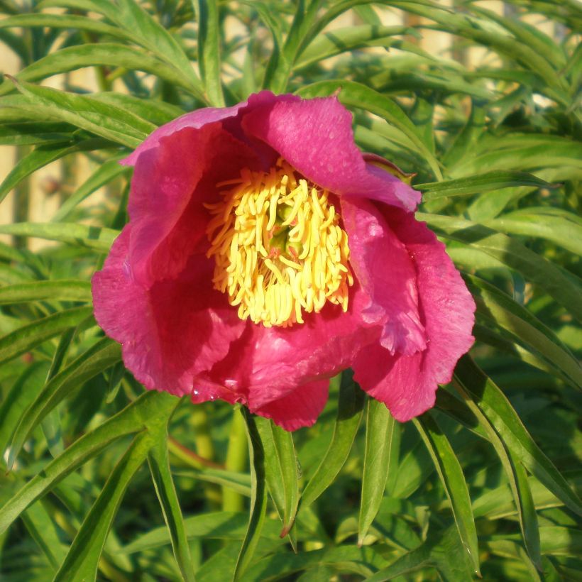 Paeonia anomala (Floração)
