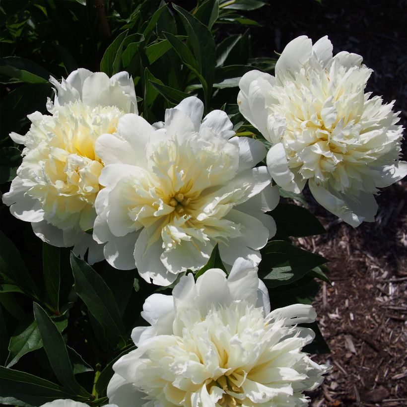 Pivoine lactiflora Primevère (Floraison)