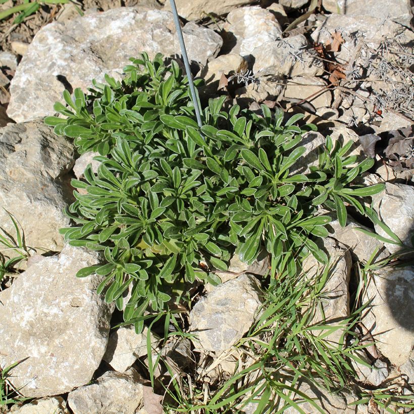 Pallenis maritima Aurelia Gold - Astérolide maritime (Port)