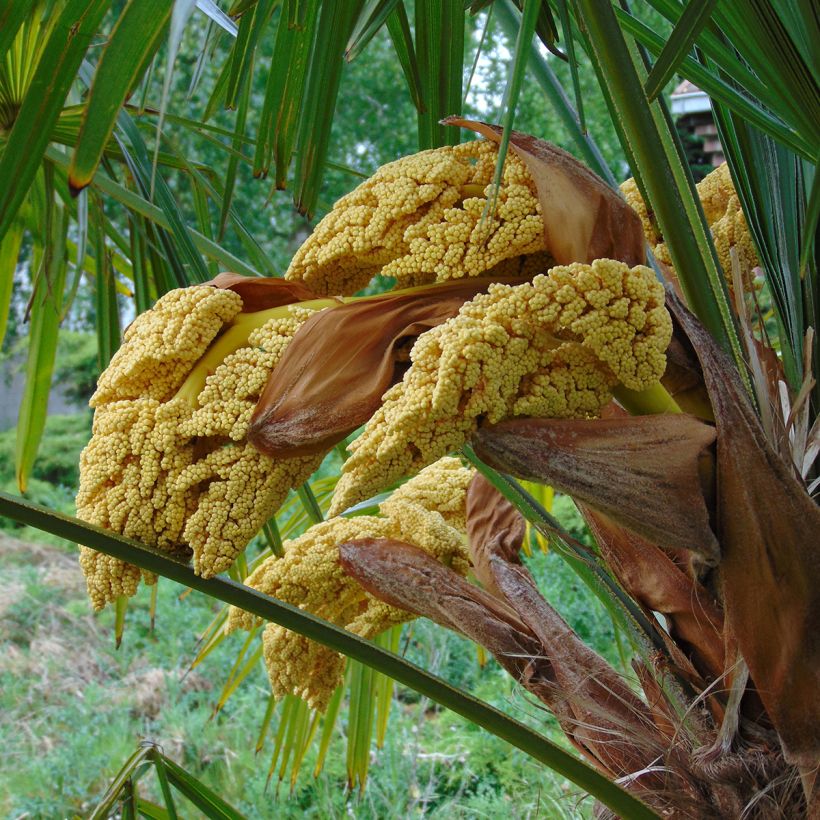 Palmier de Chine - Trachycarpus fortunei (Floraison)