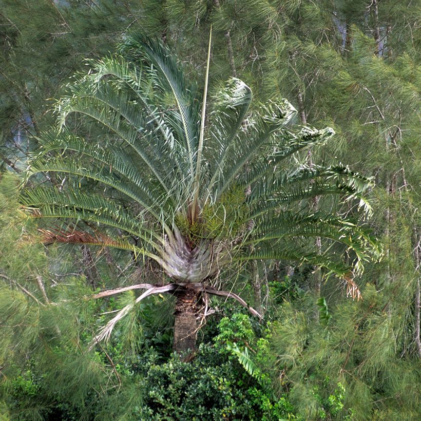 Dypsis decaryi - Palmier triangle (Port)