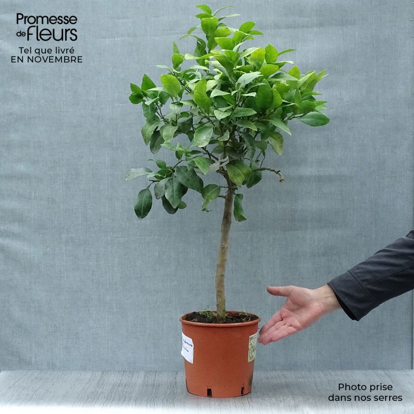 Spécimen de Pamplemousse (Pomelo) - Citrus (x) paradisi Pot de 4L/5L, 1/4 de tige tel que livré en automne