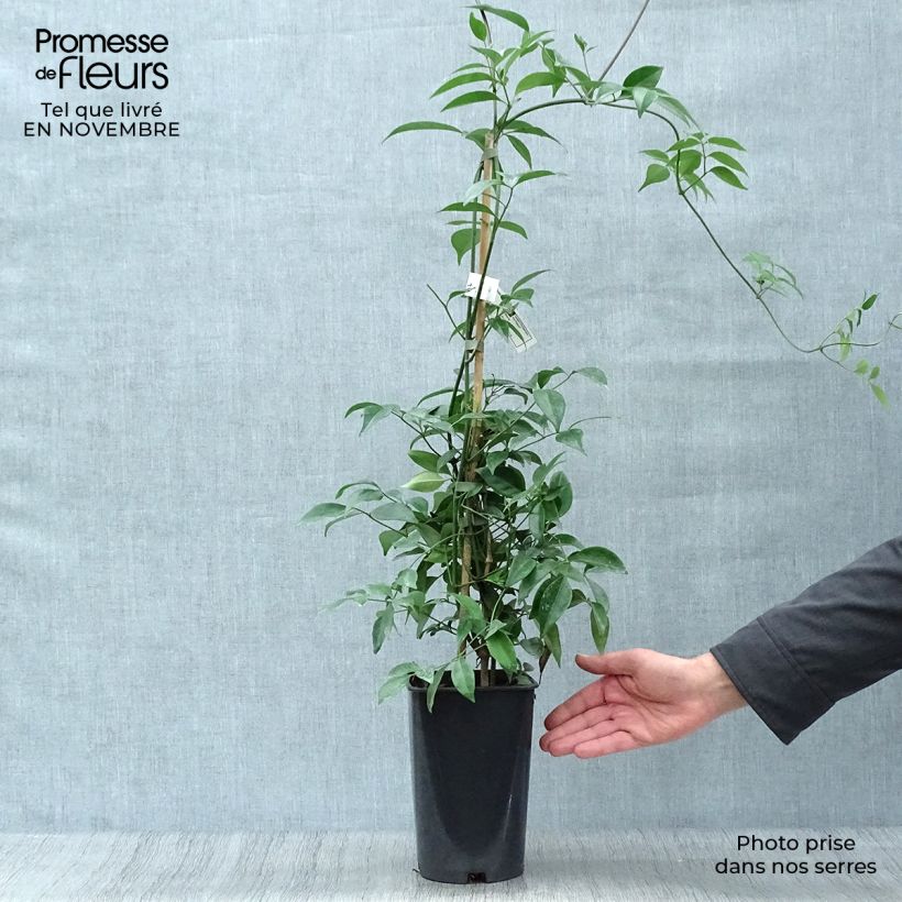 Spécimen de Pandorea jasminoïdes Blanc - Bignone faux jasmin Pot de 2L/3L tel que livré en automne