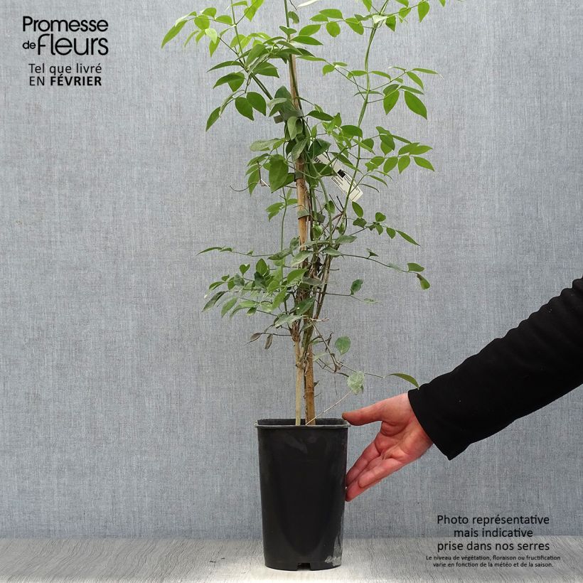 Spécimen de Pandorea jasminoïdes Blanc - Bignone faux jasmin Pot de 2L/3L tel que livré en hiver