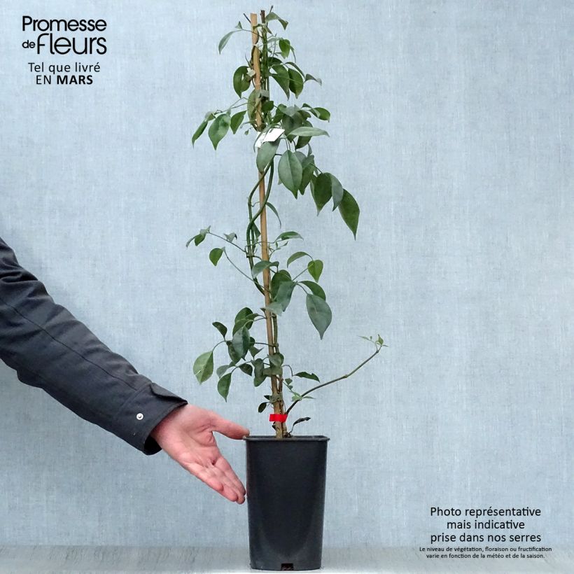 Spécimen de Pandorea jasminoïdes Rosea - Bignone faux jasmin Pot de 2L/3L tel que livré au printemps