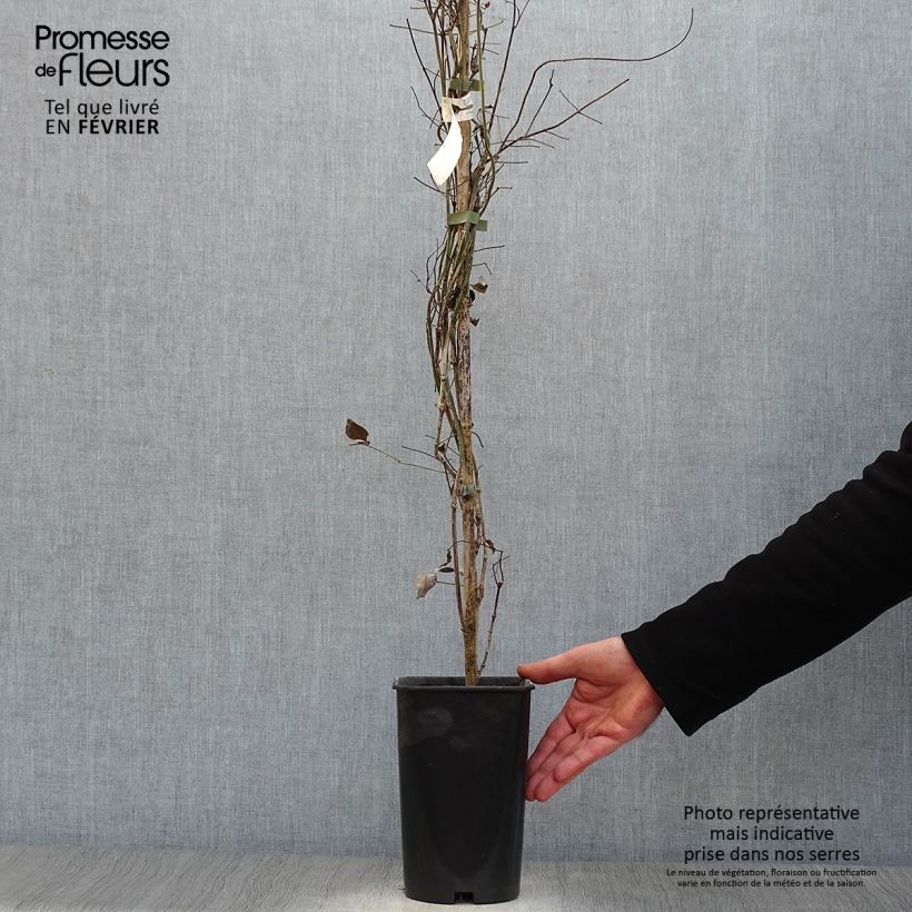 Spécimen de Pandorea jasminoïdes Rosea - Bignone faux jasmin Pot de 2L/3L tel que livré en hiver