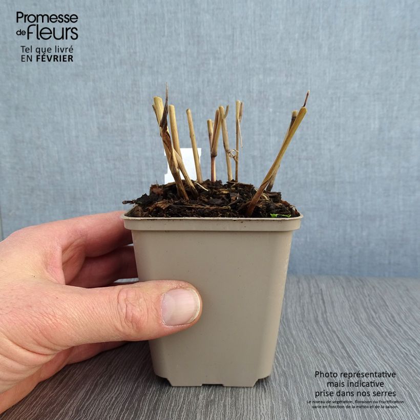 Spécimen de Panic érigé - Panicum virgatum Blue Darkness Godet de 8/9 cm tel que livré en hiver