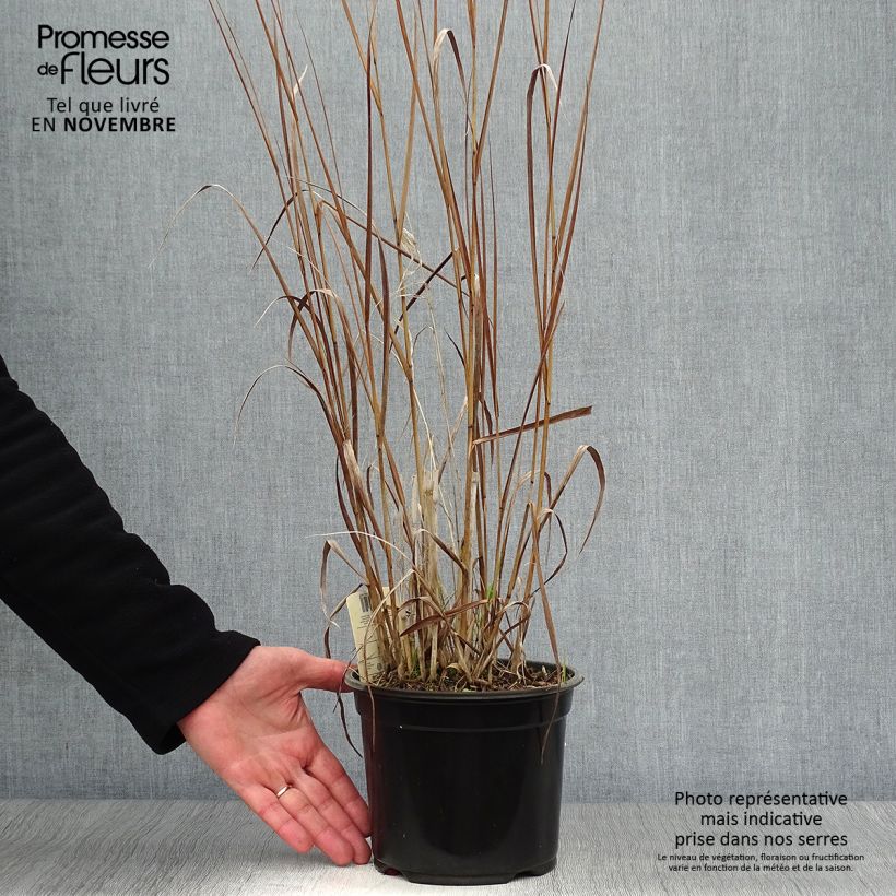 Spécimen de Panic érigé - Panicum virgatum Cloud Nine Pot de 1L/1,5L tel que livré en automne
