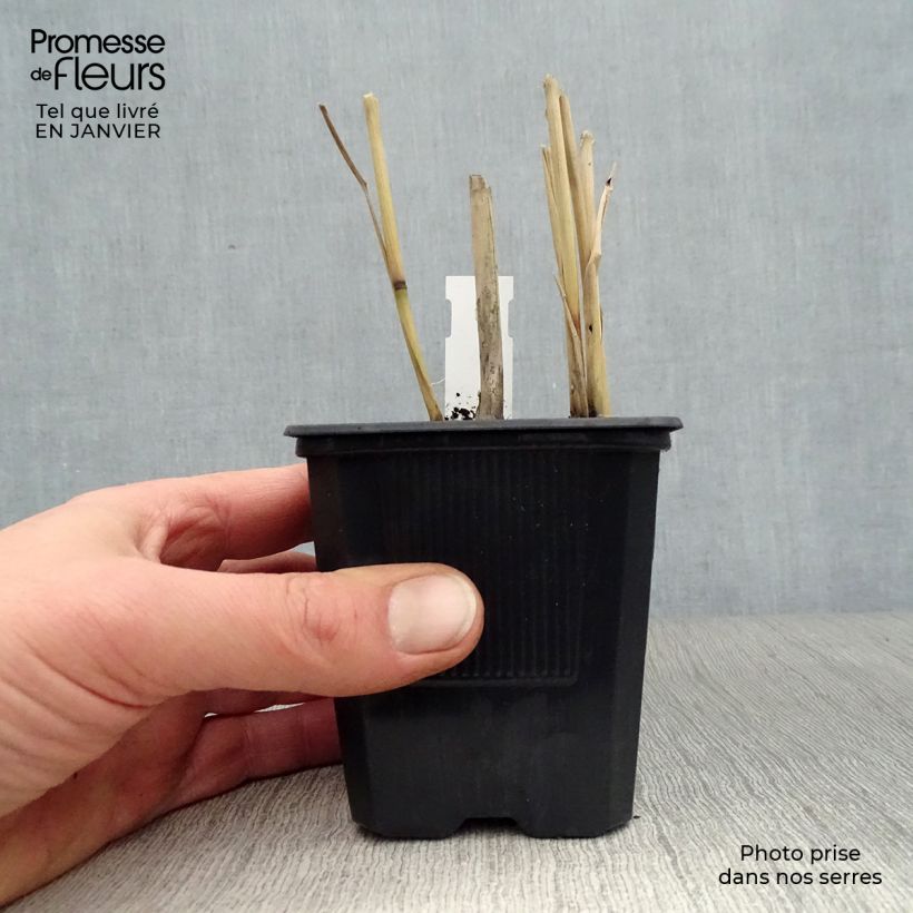 Spécimen de Panic érigé - Panicum virgatum Dallas Blues  Godet de 8/9 cm tel que livré en hiver