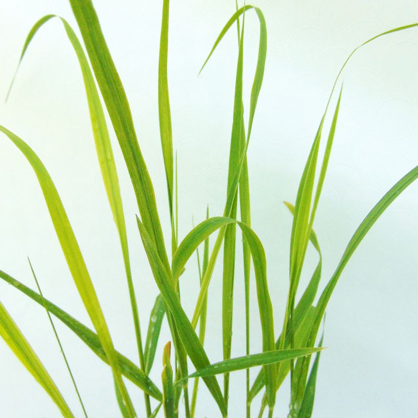 Panic érigé - Panicum virgatum Hanse Herms (Feuillage)