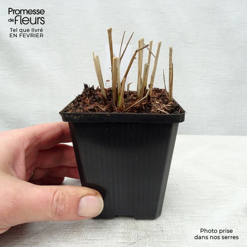 Spécimen de Panic érigé - Panicum virgatum Hanse Herms  Godet de 8/9 cm tel que livré en hiver