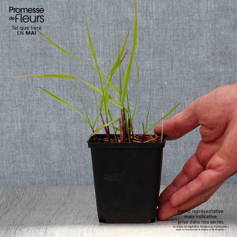 Amostra de Panicum virgatum Hanse Herms Vaso de 8/9 cm tal como entregue na primavera
