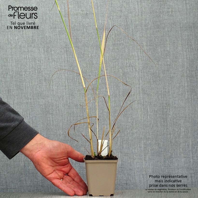 Spécimen de Panic érigé - Panicum virgatum Heavy Métal Godet de 8/9 cm tel que livré en automne