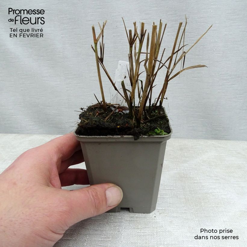 Spécimen de Panic érigé - Panicum virgatum Heavy Métal Godet de 8/9 cm tel que livré en hiver