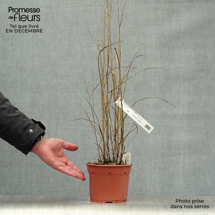 Spécimen de Panic érigé - Panicum virgatum Heavy Métal Pot de 2L/3L tel que livré en hiver