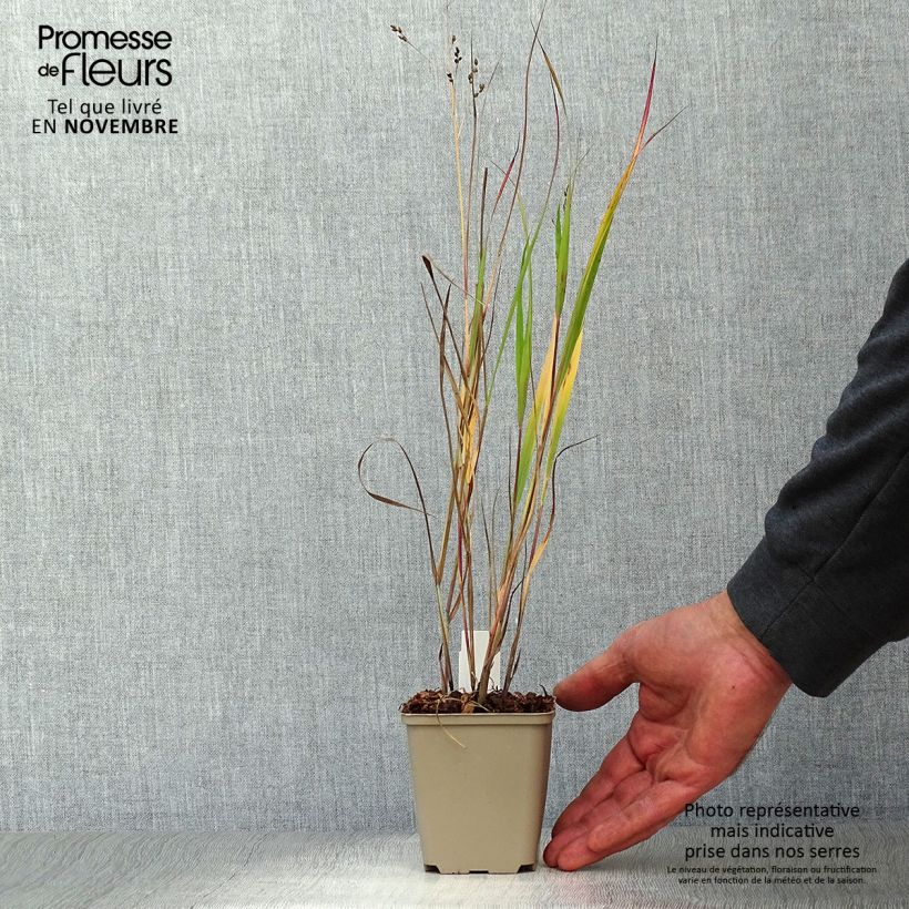 Spécimen de Panic érigé - Panicum virgatum Heiliger Hain Godet de 8/9 cm tel que livré en automne