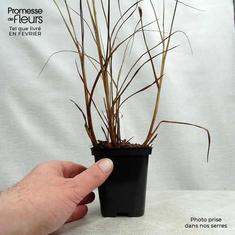 Spécimen de Panic érigé - Panicum virgatum Heiliger Hain Godet de 8/9 cm tel que livré en hiver