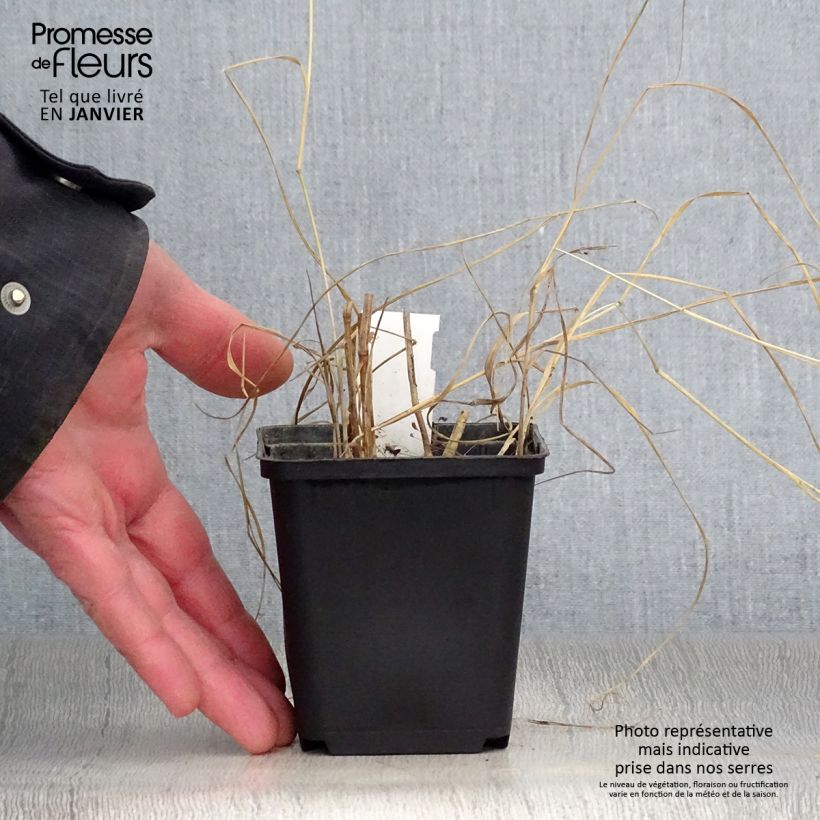 Spécimen de Panic érigé - Panicum virgatum Prairie Sky Godet de 8/9 cm tel que livré en hiver