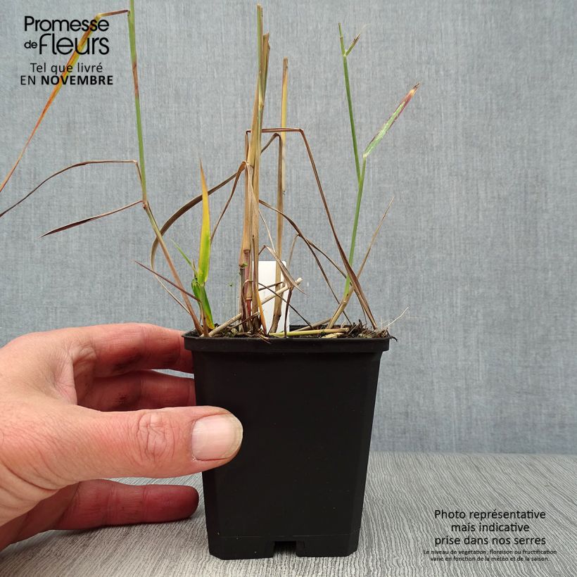 Spécimen de Panic érigé - Panicum virgatum Rehbraun Godet de 8/9 cm tel que livré en automne