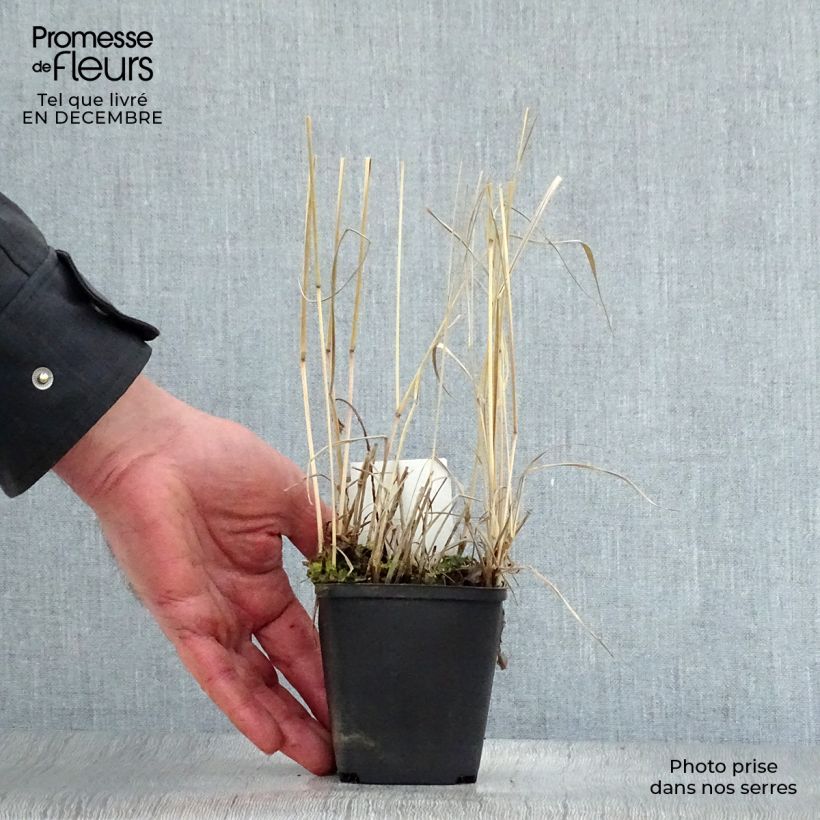 Spécimen de Panic érigé - Panicum virgatum Rehbraun Godet de 8/9 cm tel que livré en hiver