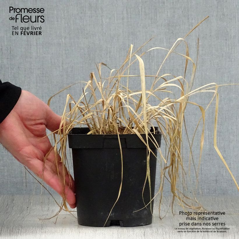 Spécimen de Panic érigé - Panicum virgatum Rehbraun Pot de 2L/3L tel que livré en hiver