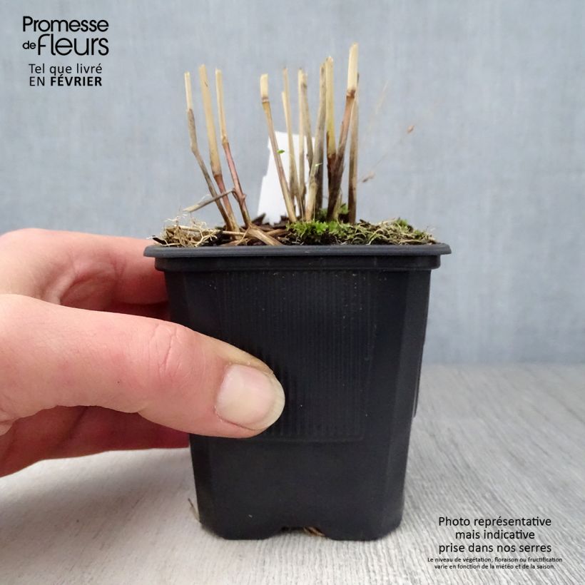 Spécimen de Panic érigé, Panicum virgatum Rotstrahlbusch Godet de 8/9 cm tel que livré en hiver