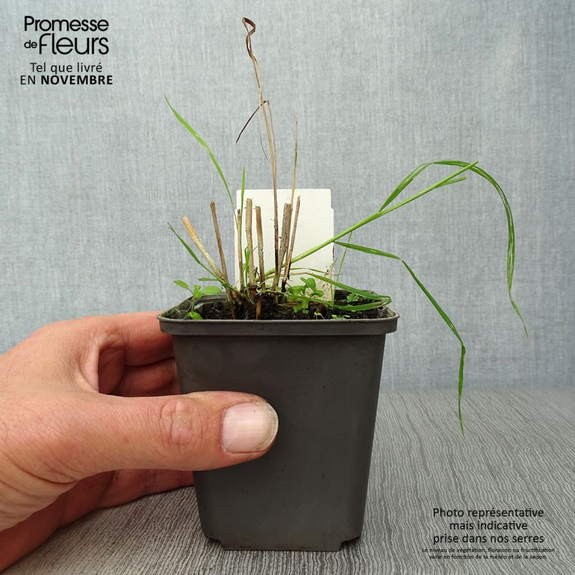 Spécimen de Panic érigé - Panicum virgatum Shenandoah Godet de 8/9 cm tel que livré en automne