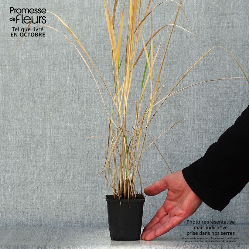 Spécimen de Panicum amarum  Godet de 8/9 cm tel que livré en automne