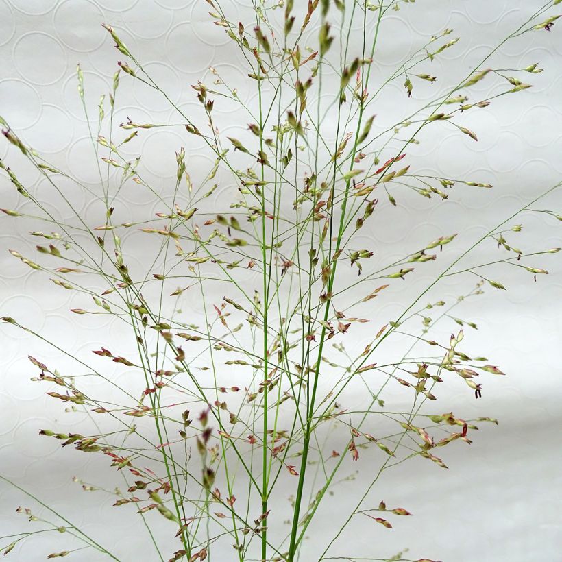 Panicum virgatum Squaw - Panic érigé (Floraison)