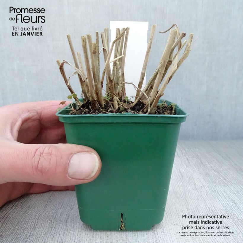 Spécimen de Panicum virgatum Squaw - Panic érigé  Godet de 8/9 cm tel que livré en hiver