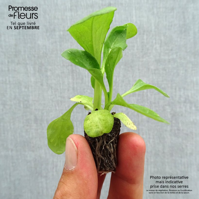 Spécimen de Pâquerette Habanera en mélange Mini-motte- Bellis perennis Mini-motte Ø 1,5/2,5 cm, Plant vert de 3 à 5 cm de haut environ tel que livré en automne