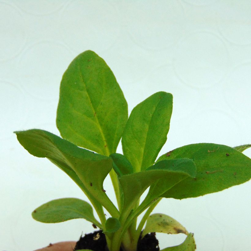 Pâquerette Robella - Bellis Perennis (Feuillage)