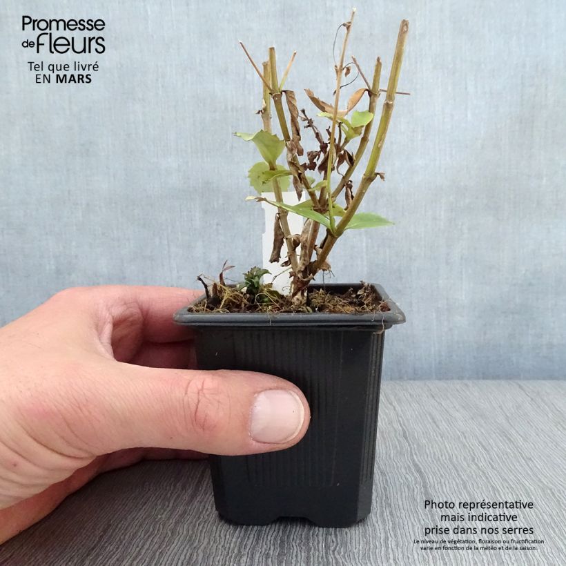 Spécimen de Parahebe catarractae Avalanche - véronique arbustive Godet de 8/9 cm tel que livré au printemps