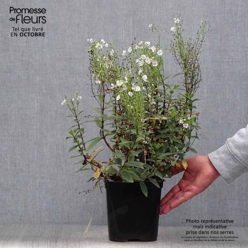 Spécimen de Parahebe catarractae Avalanche - véronique arbustive Pot de 2L/3L tel que livré en automne