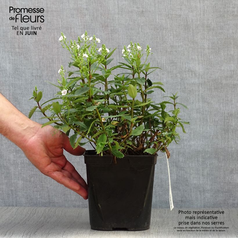 Spécimen de Parahebe catarractae Avalanche - véronique arbustive Pot de 2L/3L tel que livré en été