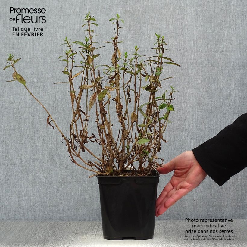 Spécimen de Parahebe catarractae Avalanche - véronique arbustive Pot de 2L/3L tel que livré en hiver