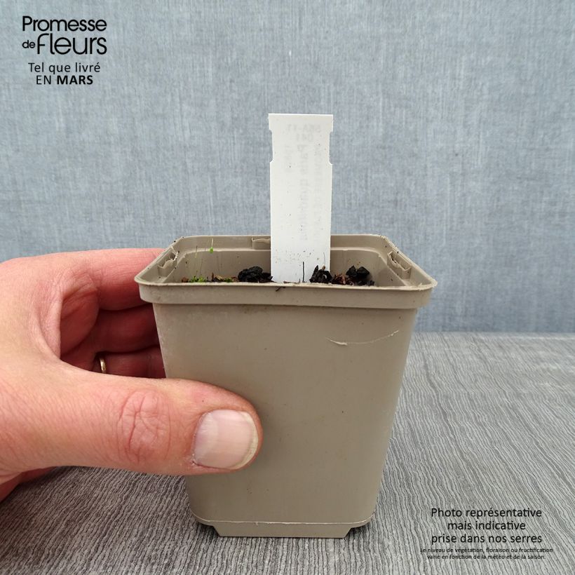 Spécimen de Paris quadrifolia - Parisette à quatre feuilles Godet de 8/9 cm tel que livré en hiver