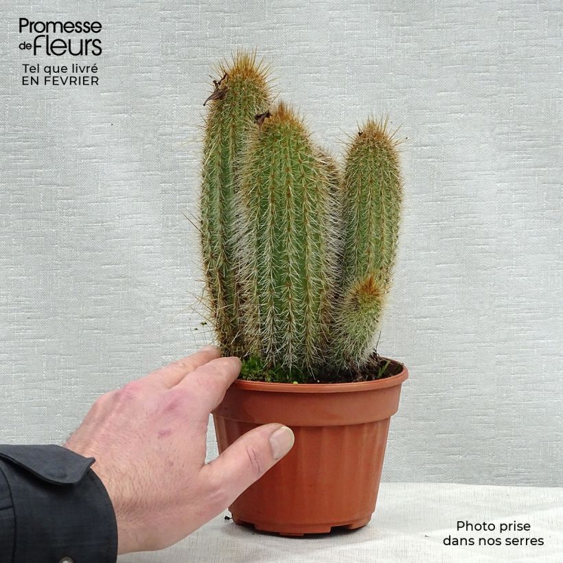 Spécimen de Parodia leninghausii - Notocactus leninghausii Pot de 12 cm / 13 cm tel que livré en hiver