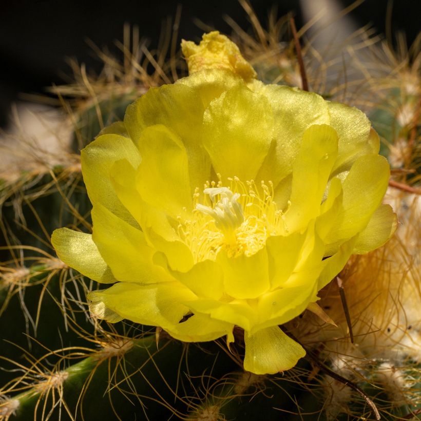 Parodia warasii - Notocactus warasii (Floraison)