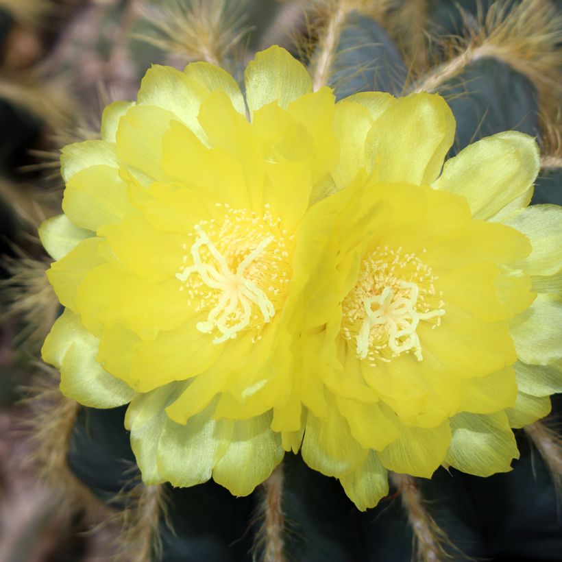 Parodia magnifica - Notocactus magnificus (Floraison)