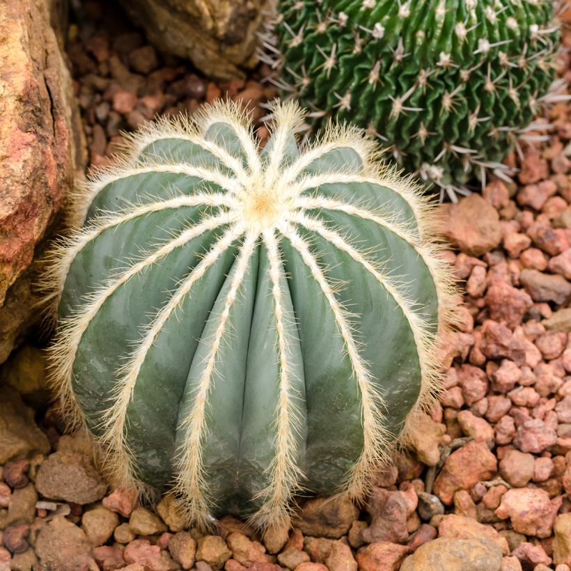 Parodia magnifica - Notocactus magnificus (Port)