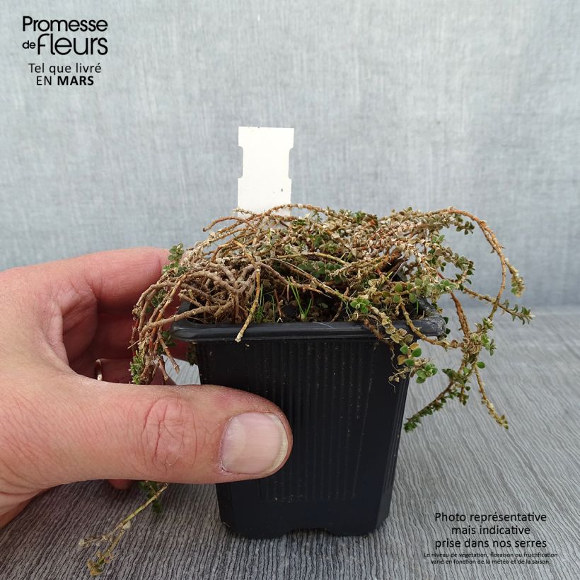 Spécimen de Paronychia kapela ssp. serpyllifolia - Paronyque à feuilles de serpolet Godet de 8/9 cm tel que livré en hiver