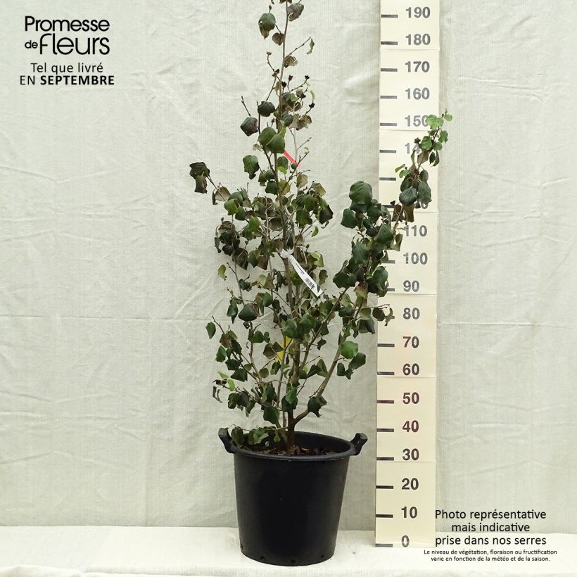 Spécimen de Parrotiopsis jacquemontiana - Parrotie de Jacquemont  Pot de 30L/35L tel que livré en automne