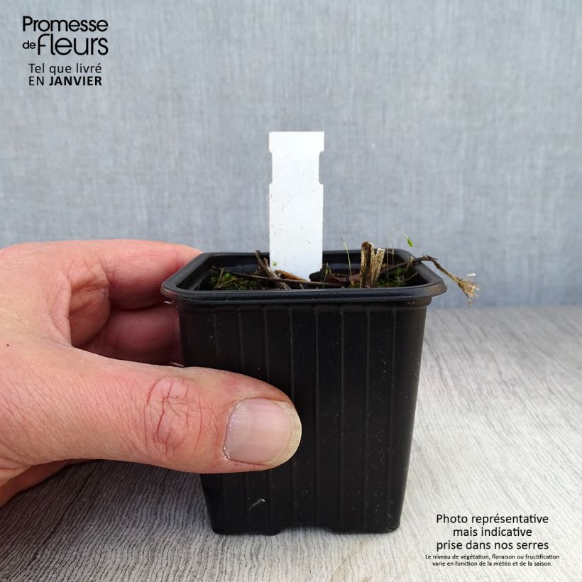 Spécimen de Parthenium integrifolium - Quinine sauvage Godet de 8/9 cm tel que livré en hiver