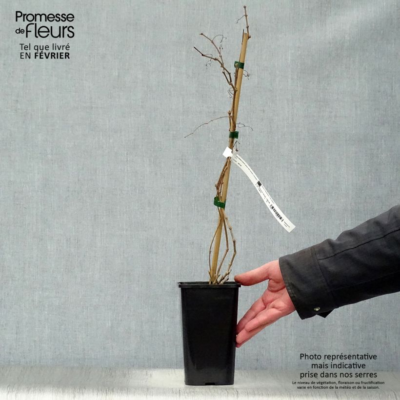 Spécimen de Parthenocissus quinquefolia Star Shower - Vigne vierge panachée Pot de 1,5L/2L tel que livré en hiver