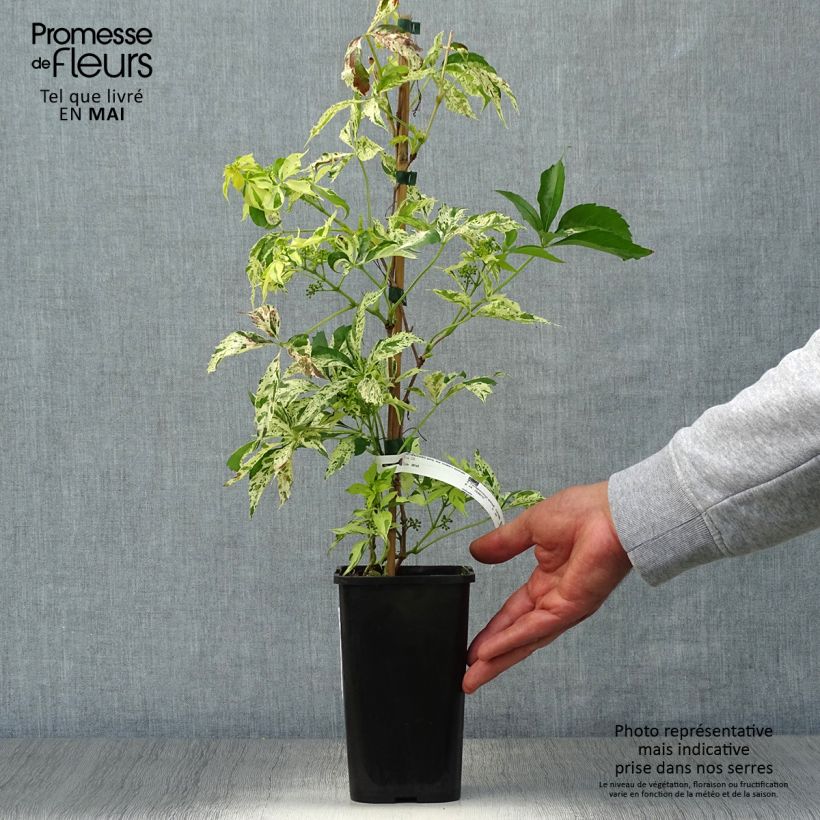 Spécimen de Parthenocissus quinquefolia Star Shower - Vigne vierge panachée Pot de 1,5L/2L tel que livré au printemps