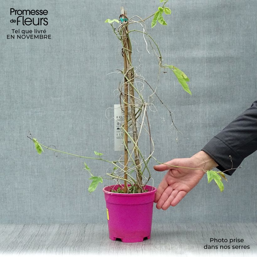 Spécimen de Passiflora allardii - Fleur de la Passion Pot de 2L/3L tel que livré en automne